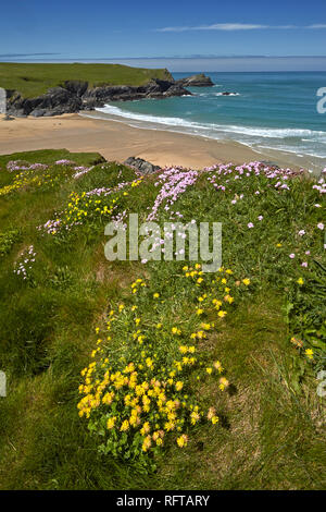 Gelber Wundklee und rosa Sparsamkeit auf den Klippen oberhalb Porth Witz Beach in der Nähe von Crantock, Cornwall, England, Vereinigtes Königreich, Europa wächst Stockfoto