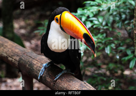 Tukan, einer der schönsten tropischen Vögel Stockfoto