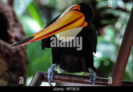Tukan, einer der schönsten tropischen Vögel Stockfoto