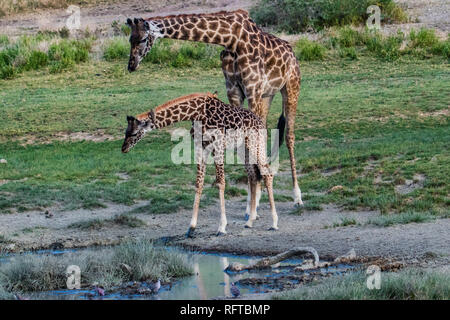 Zwei Giraffen trinken Wasser aus einer Pfütze Stockfoto