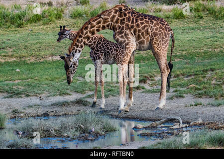 Zwei Giraffen trinken Wasser aus einer Pfütze Stockfoto