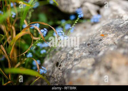 Winzige blaue Blüten wachsen in den Felsen. Warm und kühl im Sommer in den Bergen. Stockfoto