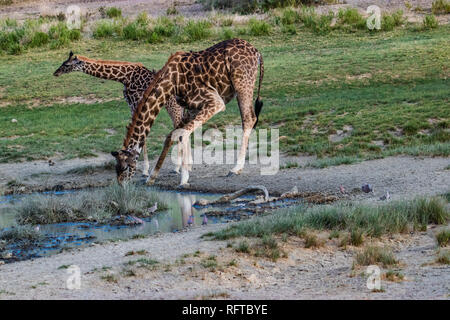 Zwei Giraffen trinken Wasser aus einer Pfütze Stockfoto