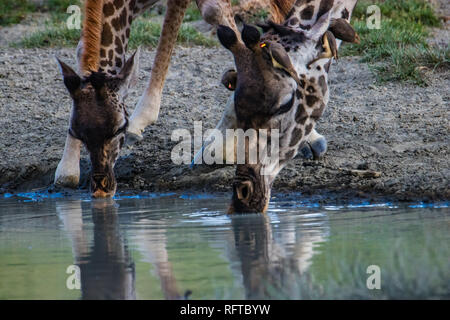 Zwei Giraffen trinken Wasser aus einer Pfütze Stockfoto