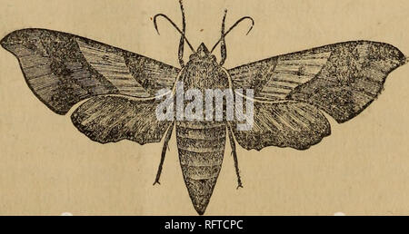 . Die kanadische Gärtner. Fruit Growers' Association von Ontario; Obst - Kultur. . Bitte beachten Sie, dass diese Bilder sind von der gescannten Seite Bilder, die digital für die Lesbarkeit verbessert haben mögen - Färbung und Aussehen dieser Abbildungen können nicht perfekt dem Original ähneln. extrahiert. Fruit Growers' Association von Ontario. St. Catherines [Ontario. ]: Fruit Growers' Association von Ontario Stockfoto