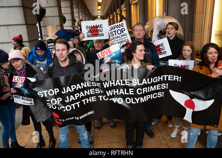 London, Großbritannien. 26. Januar 2019. London Protest gegen die Wiederaufnahme des Walfangs durch Japan. Die japanische Regierung vor kurzem aus einer internationalen Vereinbarung über das Verbot kommerziellen Walfangs unterstützt. Die Befürworter der Marsch durch das Zentrum von London nach der Japanischen Botschaft. Credit: Stephen Bell/Alamy Leben Nachrichten. Stockfoto