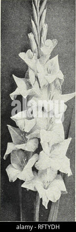. Capitol City Samen für 1961. Baumschulen (Gartenbau) Kataloge, Leuchtmittel (Pflanzen) Kataloge Kataloge; Gemüse; Garten Werkzeuge Kataloge; Samen Kataloge. Gladiolen Blumenzwiebeln. Standard Gladiolus Anlage Gruppen von gladiolen Blumenzwiebeln alle zwei Wochen, vom 15. April bis 10. Juli für helle Massen der Garten Farbe alle Sommer und viel von Schnittblumen. Werk die Lampen 4 bis 6 cm tief und 6 cm auseinander. Immer staub Glühlampen mit spergon Gladiolus Staub vor dem Einpflanzen. Alle aufgeführten Lampen sind 1 Yi Zoll im Durchmesser ROTTÖNEN Marschall Montgomery. Tiefen samtigen Rot mit großen, weit geöffneten Blüten. Ende der Saison. Sans S Stockfoto