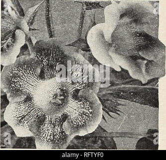 . Capitol City Samen für 1961. Baumschulen (Gartenbau) Kataloge, Leuchtmittel (Pflanzen) Kataloge Kataloge; Gemüse; Garten Werkzeuge Kataloge; Samen Kataloge. Peruanische Narzisse Fancy-leaved Caladiums herrlichen Laub. Auspflanzen Ende April oder Anfang Mai. Exzellent für Blumenkästen und outdoor Betten oder Grenzen. Sehen in Farbe auf der Rückseite Candidum. Schnee-weiße Blätter mit grünen Rippen und Adern. Frau W. B. Haldeman. Leuchtend rosa Blatt mit schmalen grünen Rand. Eines der Besten. Frau Fannie Munson. In der Regel anerkannt werden, um die schönsten Rosa von Allen. Niedrig wachsenden, mit großen Blättern. Frau Arno Stockfoto