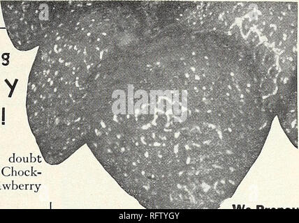 . Capitol City Samen für 1961. Baumschulen (Gartenbau) Kataloge, Leuchtmittel (Pflanzen) Kataloge Kataloge; Gemüse; Garten Werkzeuge Kataloge; Samen Kataloge. Original nur in diesem Karton rot reichen EVERBEARING ERTRAG: mit Obst geladen. Ernte nach dem Erntegut im ersten Jahr. Pick'em durch frühzeitige's fall Frost. Größe: Mammut pflanzen, schöne ber-ries. In der Universität test Rote Reich erwies sich als beste von Zwanzig - neun Sorten. Die große everbearing Erdbeere, dass hat alles Geschmack: Rot Reich verbannt Doul, dass everbearers nicht süß sein. Che voll von echten, Honig - süße Erdbeere Güte. Einfrieren: Freeze' e Stockfoto