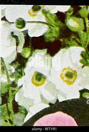 . Capitol City Samen für 1961. Baumschulen (Gartenbau) Kataloge, Leuchtmittel (Pflanzen) Kataloge Kataloge; Gemüse; Garten Werkzeuge Kataloge; Samen Kataloge. EPIMEDIUM (Barrenwort) blüht im Frühjahr. Attraktive Laub alle Sommer. Ideal für Schatten. 70 C. Jeder; 3 für $ 1,85; 6 für $ 3,35; 12 für $ 6.25. MYOSOTIS PALUSTRIS SEMPERFLORENS (mehrjährig Forget-Me-Not-Anlage in einem feuchten, teils schattige Lage. 8 cm groß. In Rosa und Blau erhältlich. 70 C. Jeder; 3 für $ 1,85; 6 für S 3,35; 12 für S 6,25..li/Nelke, KUSS DES FEUERS (Unten) eine verblüffende neue Hardy Nelke mit Blüten lj^bis 2 Zoll, auf Stockfoto