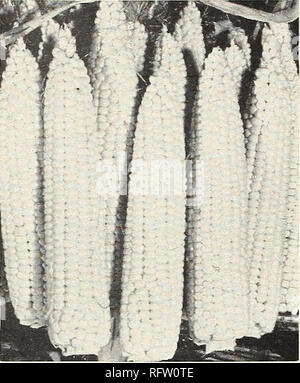 . Capitol City Samen für 1961. Baumschulen (Gartenbau) Kataloge, Leuchtmittel (Pflanzen) Kataloge Kataloge; Gemüse; Garten Werkzeuge Kataloge; Samen Kataloge. Sie haben noch nie gegessen Zuckermais, bis Sie Ihre eigene angehoben haben. 504 A. Goldene Schönheit Hybride Zuckermais ZUCKER ODER MAIS ein Pfund Pflanzen 200 Hügeln; 10 bis 12 Pfund, ein morgen Kultur. Mais sollte nie gepflanzt werden, bis der Boden ist warm und trocken geworden. Für die Nachfolge Pflanze alle zwei Wochen bis Mitte Juli. Mais gedeiht in reichen, gut Gedüngter Boden. In der Hand - Pflanzen machen einen flachen Loch mit der Hacke, Drop 6 Kerne von Mais, Abdeckung w Stockfoto