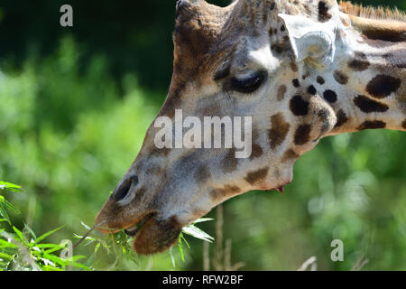 Kopf geschossen eines kordofan Giraffe (Giraffa Camelopardalis antiquorum) Blätter essen Stockfoto