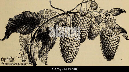 . Die kanadische Gärtner. Fruit Growers' Association von Ontario; Obst - Kultur. Die kanadische Gärtner, 369 der Superlative Himbeere, von Fa. Elwanger &Amp; Barry, gepflanzt im vergangenen Mai, ist fruchtkörper gerade jetzt, Juli 16th, in unseren experimentellen Anlage des Ahorn - Hurst und der Geschmack ist sicherlich sehr gut, was die introducers rechtfertigen, sagen Sie, dass es sich um par excellence ein Dessert Art. • Natürlich ist es zu früh ziemlich nichts über seine Produktivität, die so wichtig ist ein Punkt mit allen kommerziellen Züchter sagen, aber wir haben distri - buted Pflanzen zu jedem unserer experimentellen Statio Stockfoto