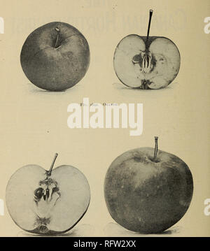 . Die kanadische Gärtner. Fruit Growers' Association von Ontario; Obst - Kultur. 49° DIE KANADISCHE GÄRTNER.. Abb. 2693. Whitney.. Bitte beachten Sie, dass diese Bilder sind von der gescannten Seite Bilder, die digital für die Lesbarkeit verbessert haben mögen - Färbung und Aussehen dieser Abbildungen können nicht perfekt dem Original ähneln. extrahiert. Fruit Growers' Association von Ontario. St. Catherines [Ontario. ]: Fruit Growers' Association von Ontario Stockfoto