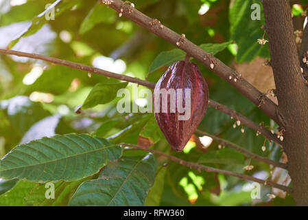 Red cacao pod Früchte hängen an Ast in Verschwommene grüne Blätter treibt. Stockfoto