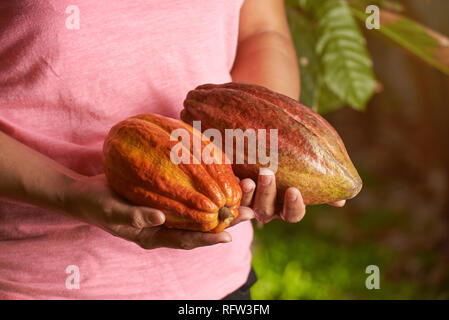 Farbenfrohe Kakaofrucht Hülsen in der Frau die Hand Stockfoto
