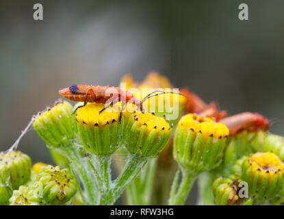 Rot Soldat Käfer, mit Tautropfen bedeckt, Fütterung auf Ragwort Blumen Stockfoto