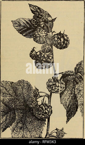 . Die kanadische Gärtner. Fruit Growers' Association von Ontario; Obst - Kultur. Die kanadische Gärtner. 295 DIE SARAH HIMBEERE. MONG die neue Früchte verteilt im letzten Frühjahr unter fdie Mitglieder unseres Verbandes für die Prüfung, war die Sarah Himbeere, Pflanzen von denen wurden freundlicherweise Fus^ durch den Direktor des Zentralen experimentellen Farm bei Ottawa eingerichtet. Wir haben einen Schnitt von diesem Berry und Beschreibung aus dem letzten Bericht der Gärtner, Herrn John Craig.. Abb. 6 S 6.- Sarah.. Bitte beachten Sie, dass diese Bilder aus gescannten Seite Bilder, die digital für reada gesteigert wurden extrahiert werden Stockfoto