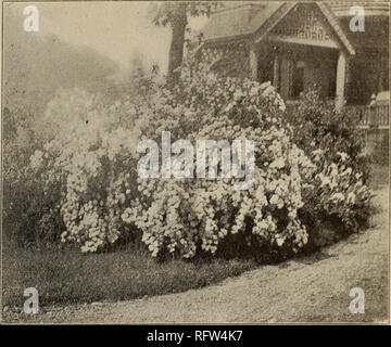 . Die kanadische Gärtner. Fruit Growers' Association von Ontario; Obst - Kultur. SPIRE EINEN VAN HOUTTEI UNSERE Gravur zeigt ein Bush von Spirea van Houttei in voller Blüte bei Ahorn - Hurst, früh im Monat Juni. Der große und attraktive- Gruppe von Spireas, einige Arten von, die Ureinwohner von fast jedem Land und Klima gefunden werden, niemand ist schöner als das, denn es ist ein gewonnen - derfully sich blühende Pflanze, und seine charmante weiße Blumen machen es zu einem herrlichen Bush zusammen mit anderen Sträuchern, wie Wei - gelia, Syringa, Tar-tarian Geißblatt oder Lila Fringe zu pflanzen. Es ist sehr robust in Süd Stockfoto