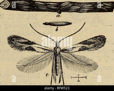 . Die kanadische Gärtner. Fruit Growers' Association von Ontario; Obst - Kultur. Die kanadische Gärtner. 79 master mind Führung und Weiterentwicklung des Systems für gärtnerische Ausbildung, bis zur Gründung der Schule ist eine Tatsache. Während der wenigen Jahre Herrn Bigelow sat als Präsident, der Verein hat sich von weniger als hundert mehr als fünfhundert Mitglieder erhöht, und die geehrten Institution hat eine Kraft und Energie, dass Angebote Messe für erhöhte Verwendungsfähigkeit angenommen, und es ist die Hoffnung vieler Mitglieder, die Gegenstand dieser Skizze kann lange die Presidenti füllen Stockfoto