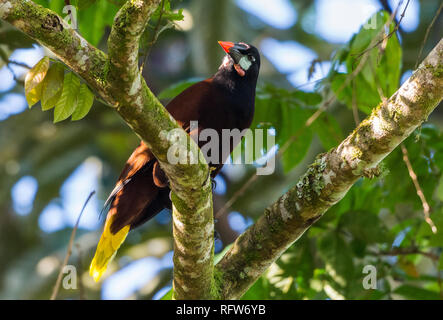 Ein Montezuma Oropendola (Psarocolius montezuma) auf einem Ast sitzend. Costa Rica, Mittelamerika. Stockfoto