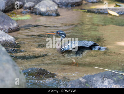 Eine Sunbittern (Eurypyga helias) Nahrungssuche in einem Bach. Costa Rica, Mittelamerika. Stockfoto