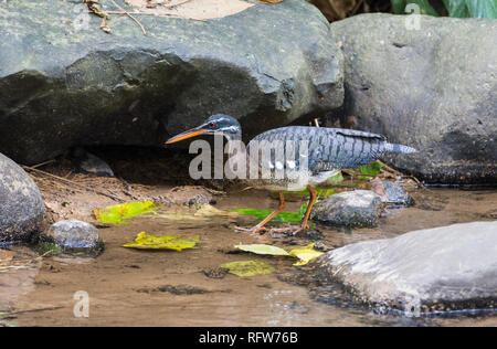 Eine Sunbittern (Eurypyga helias) Nahrungssuche in einem Bach. Costa Rica, Mittelamerika. Stockfoto