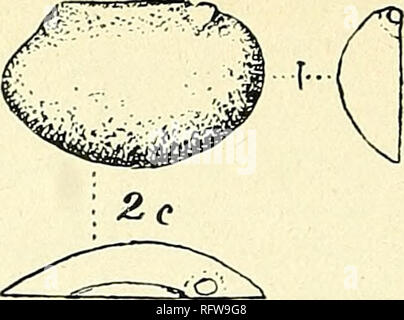 . Die kanadische Datensatz der Wissenschaft. Natural History. . Bitte beachten Sie, dass diese Bilder sind von der gescannten Seite Bilder, die digital für die Lesbarkeit verbessert haben mögen - Färbung und Aussehen dieser Abbildungen können nicht perfekt dem Original ähneln. extrahiert. Natural History Society von Montreal. Montreal, Natural History Society Stockfoto