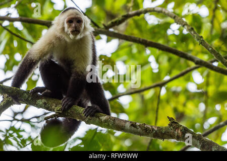 Eine White-faced Kapuziner (Cebus Imitator) auf einem Zweig in den dichten tropischen Wald. Costa Rica, Mittelamerika. Stockfoto