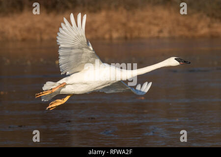 Leucistic Trumpeter Swan in flight Stockfoto