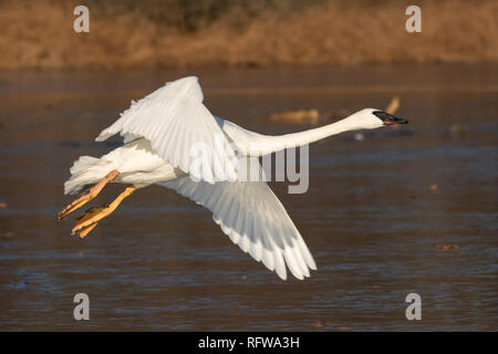 Leucistic Trumpeter Swan in flight Stockfoto