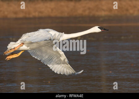 Leucistic Trumpeter Swan in flight Stockfoto