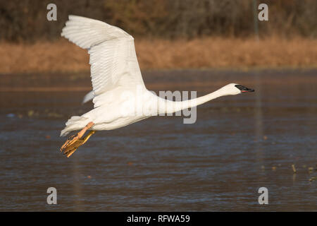 Leucistic Trumpeter Swan in flight Stockfoto