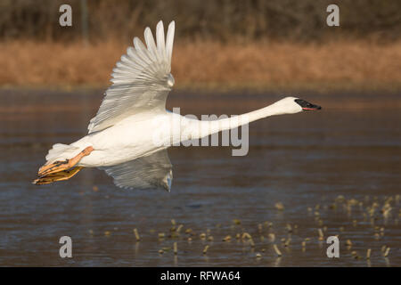 Leucistic Trumpeter Swan in flight Stockfoto