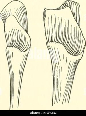 . Der Carnegie Institution in Washington Publikation. Ich 30 REVISION DER PELYCOSAURIA. Die Wirbel der die Rücken- und Lendenwirbel sind sehr ähnlich zu denen von Dime-trodoii Incisivus. Und Centrosphenes centantra sind auf alle presacral Wirbel vorhanden. Die neuronalen Arch ist besonders hoch in den dorsals, so dass die zygapophyses sind weiter über die Centra als in anderen Arten und sind sehr schräg. Die sieben posterioren lurabars, die sacrals, und die erste kaudale angeschlossen sind. Sie zeigen die plötzliche Verkürzung der Centrum und Erhöhung der konkavität der mittleren Zeile unten in der lumbars und die Stockfoto