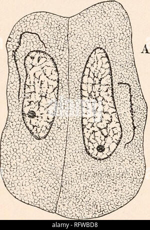 . Der Carnegie Institution in Washington Publikation. 154 ARCHEGONIATES. als Nahrung Material in das Wachstum der blepharoplasts und andere Teile der Zelle. Während der telophase der blepharoplast wird durch ein mehr oder weniger unregelmäßig oder kugelförmige Masse von Granulaten, die Evi vertreten - dank der durch das Aufbrechen der Membrane abgeleitet. "Es scheint, dass die äußere Membran des blepharoplast bis in viele Segmente oder Granulate, die eine Rundliche oder elliptische Form annehmen Pausen, und durch die Tätigkeit der Zytoplasma werden zusammen in einer Masse, die Position der Ori überfüllt Stockfoto