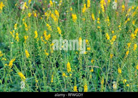 Gelbe Blumen von Agrimonia eupatoria Blüte in das Feld ein. Herbal plant gemeinsame agrimony Agrimonia eupatoria. Gemeinsame agrimony gelbe Blüten Nahaufnahme. Stockfoto