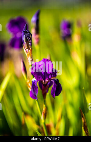 Blume Makroaufnahme, abstrakten Foto einer Blume. Schönen Hintergrund. Stockfoto