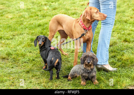 Frau mit drei Hunden an der Leine Stockfoto