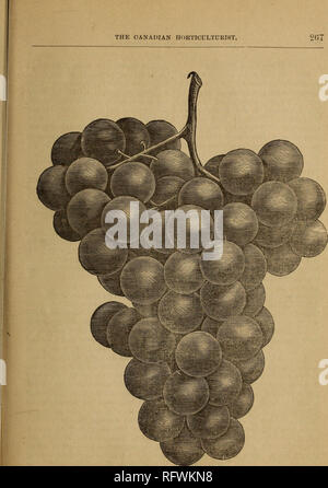 . Die kanadische Gärtner. Fruit Growers' Association von Ontario; Obst - Kultur. Nordworden Traube.. Bitte beachten Sie, dass diese Bilder sind von der gescannten Seite Bilder, die digital für die Lesbarkeit verbessert haben mögen - Färbung und Aussehen dieser Abbildungen können nicht perfekt dem Original ähneln. extrahiert. Fruit Growers' Association von Ontario. St. Catherines [Ontario. ]: Fruit Growers' Association von Ontario Stockfoto