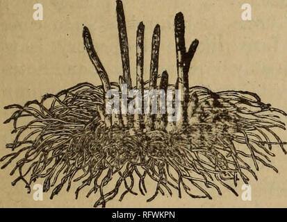 . Die kanadische Gärtner. Fruit Growers' Association von Ontario; Obst - Kultur. Die KANADISCHE HOETICULTURIST. 225 Trocken, tlien legen Sie über jeden Platz in der jar. Sie schließen die Luft perfekt und sind besser und weniger Arbeit als alles andere verursachen.-Land Gentleman. Spargel. Die wichtigste Voraussetzung für einen erfolgreichen Spargel Kultur ausreichend Platz ist, und dennoch nicht ein Bett in zehn ist bepflanzt mit Blick diese Notwendigkeit zu liefern. Das alte System der ebnet den Boden und drängen die Wurzeln in schmale Betten, so dass Sie nicht in beiden Richtungen um, Bor gewesen sein muss - von gerudert Stockfoto