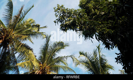 Kokospalme gegen den blauen Himmel. travel Concept. tropischen Küste und Masseanschluß Kokospalme Stockfoto