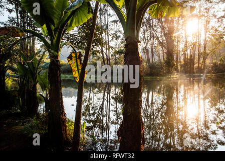 Lemur Island, Andasibe, Madagaskar, Afrika Stockfoto