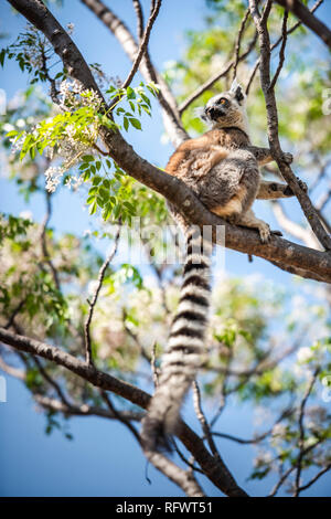 Ring-tailed Lemur (Lemur catta), Anja Gemeinschaft finden, Haute Matsiatra Region, Madagaskar, Afrika Stockfoto