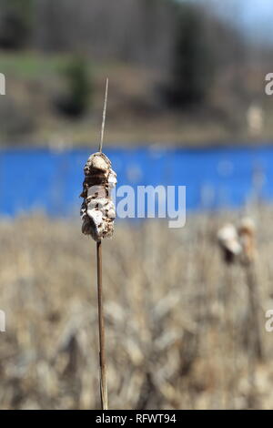 Quebec, Kanada. Eine Nahaufnahme von einem gemeinsamen Rohrkolben im frühen Frühling. Stockfoto
