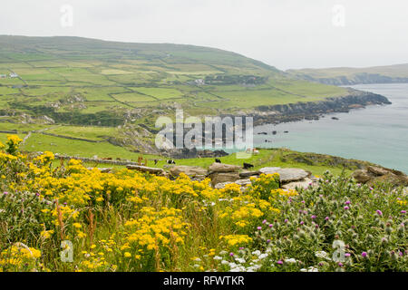 Die Beara Halbinsel, County Cork, Munster, Republik Irland, Europa Stockfoto