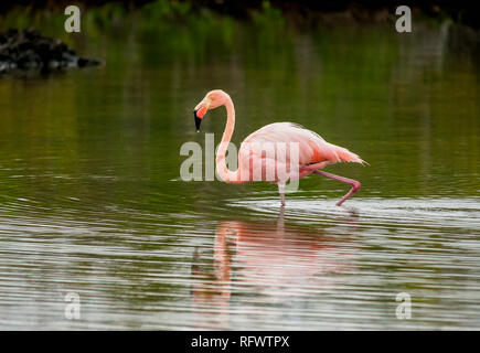 Mehr Flamingo (Phoenicopterus Roseus), die Lagune von der Bachas Beach, Santa Cruz (Indefatigable) Island, Galapagos, UNESCO, Ecuador Stockfoto