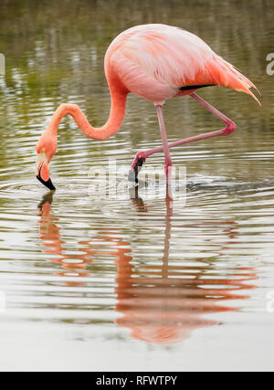 Mehr Flamingo (Phoenicopterus Roseus), die Lagune von der Bachas Beach, Santa Cruz (Indefatigable) Island, Galapagos, UNESCO, Ecuador Stockfoto