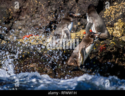 Galápagos-Pinguin (Spheniscus mendiculus), Bartolome Insel, Galapagos, UNESCO-Weltkulturerbe, Ecuador, Südamerika Stockfoto