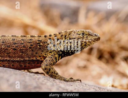 Lava Lizard (Microlophus delanonis), Punta Suarez, Espanola (Haube) Island, Galapagos, UNESCO-Weltkulturerbe, Ecuador, Südamerika Stockfoto